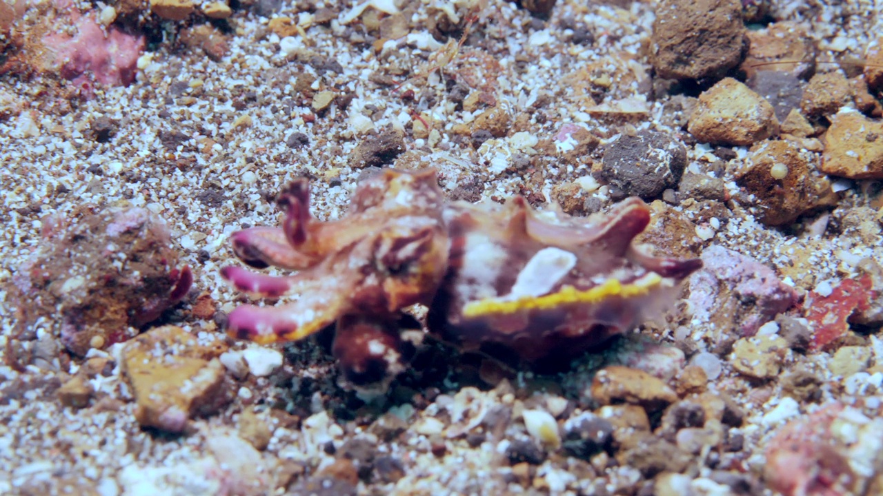 亮墨鱼雄性在水下海床上行走。视频素材