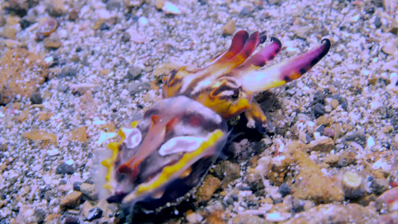 明亮和色彩鲜艳的Metasepia pfefferi走在岩石海床在清澈的水。视频素材