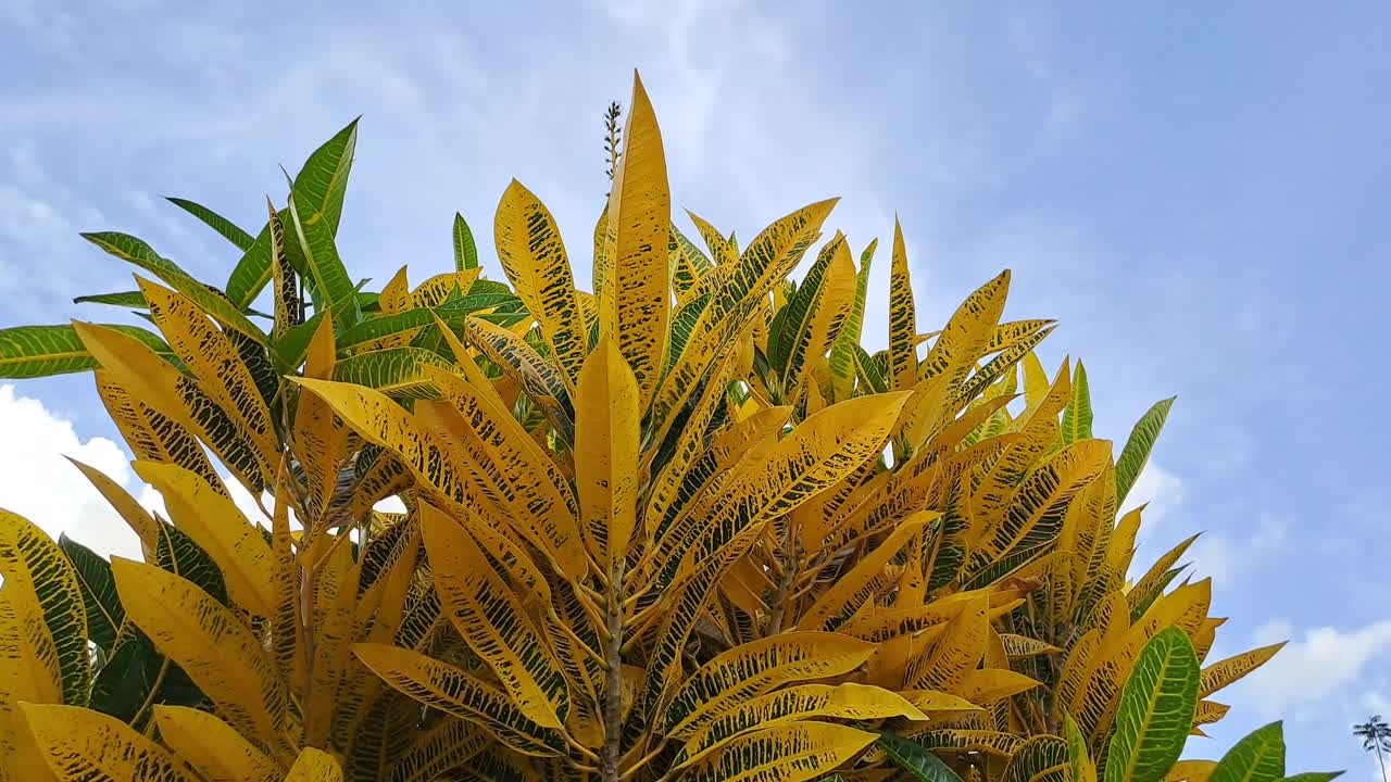 热带花园中彩色叶子的Croton (Codiaeum variegatum)视频素材