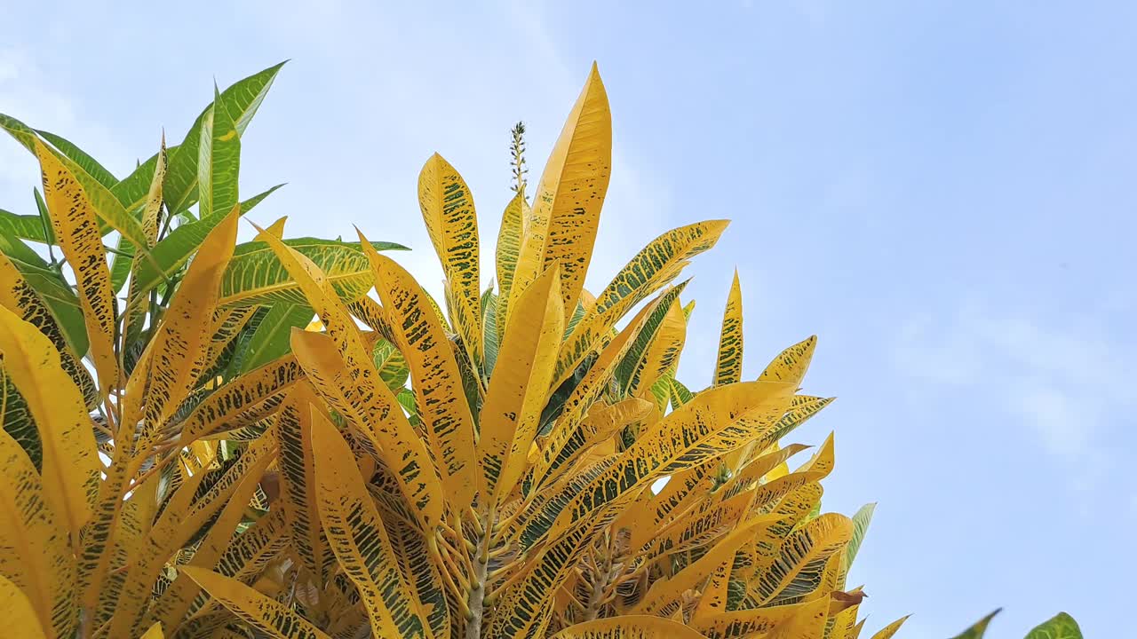 热带花园中彩色叶子的Croton (Codiaeum variegatum)视频素材