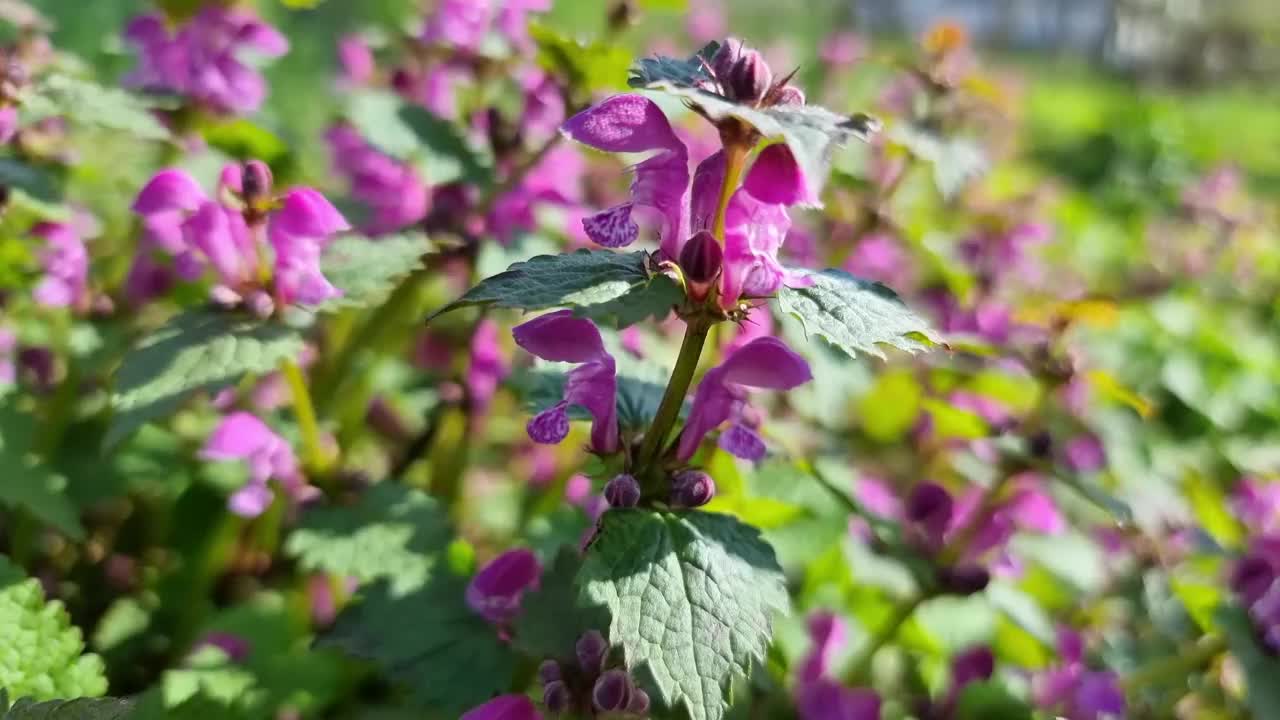 盛开的荨麻特写，紫色的花朵。刺荨麻紫色视频素材