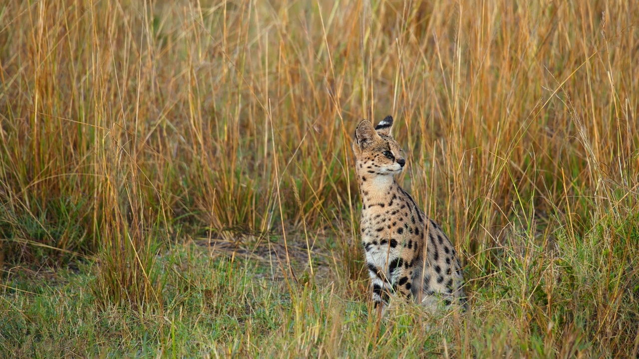 几只猫在野生动物保护区的草地上休息视频素材