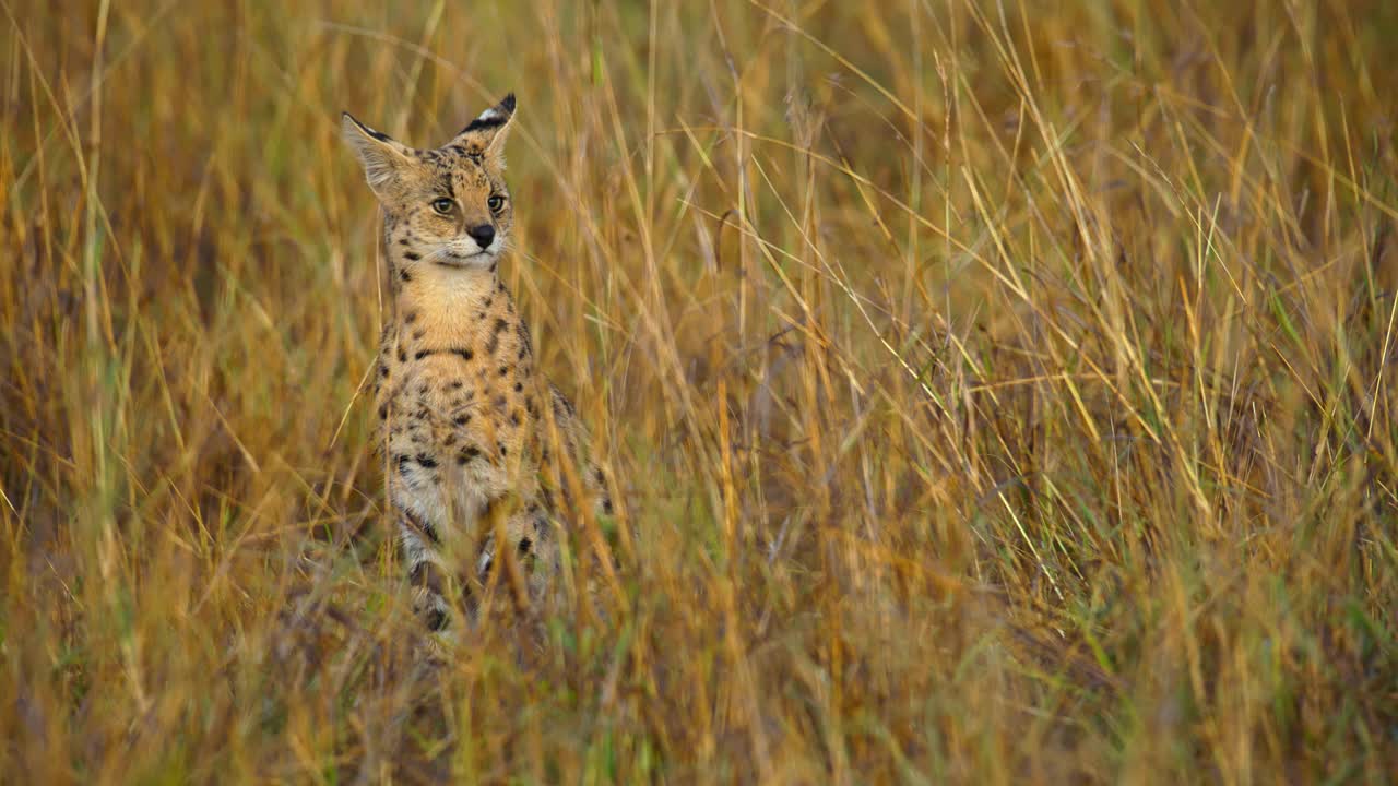 野生动物保护区自然栖息地的几只猫视频素材
