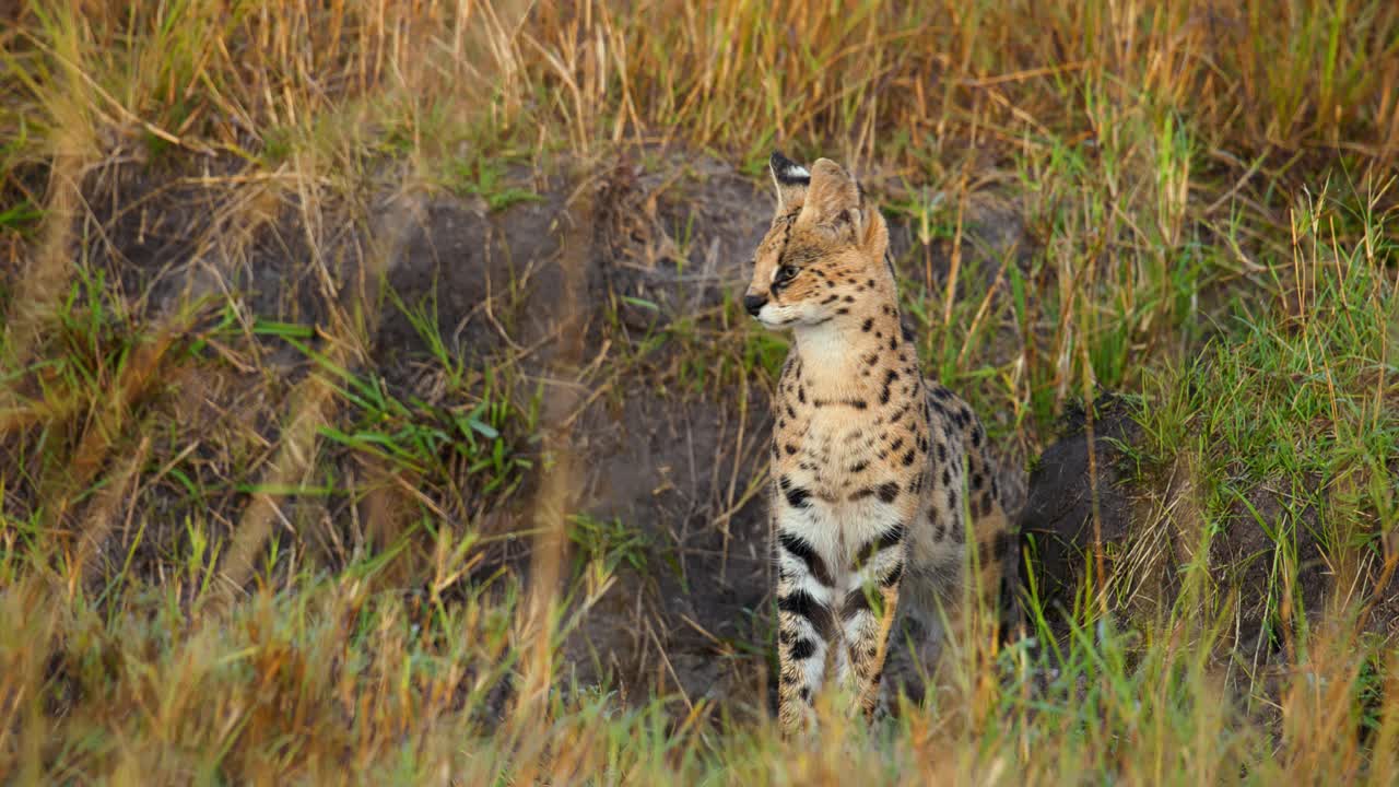 几只猫站在野生动物保护区的大草原上四处张望视频素材