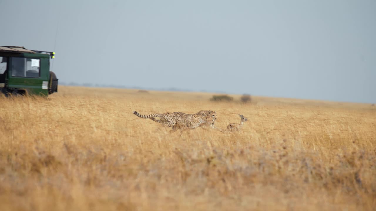 慢镜头猎豹在草原上猎杀一只黑斑羚幼崽视频素材