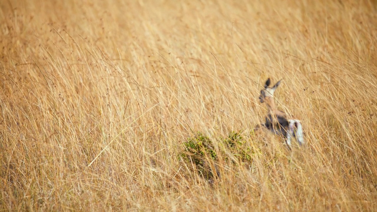 在草原上猎豹正在猎杀一只黑斑羚幼崽。狩猎模式。视频素材