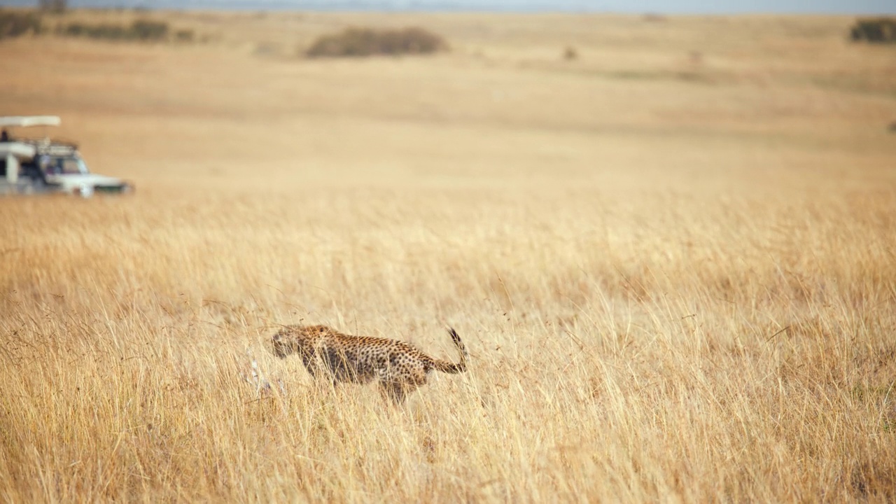 慢镜头野生非洲猎豹追逐小黑斑羚视频素材