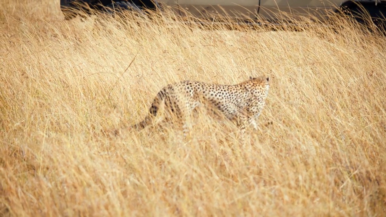 慢镜头猎豹在草原上猎杀一只黑斑羚幼崽视频素材