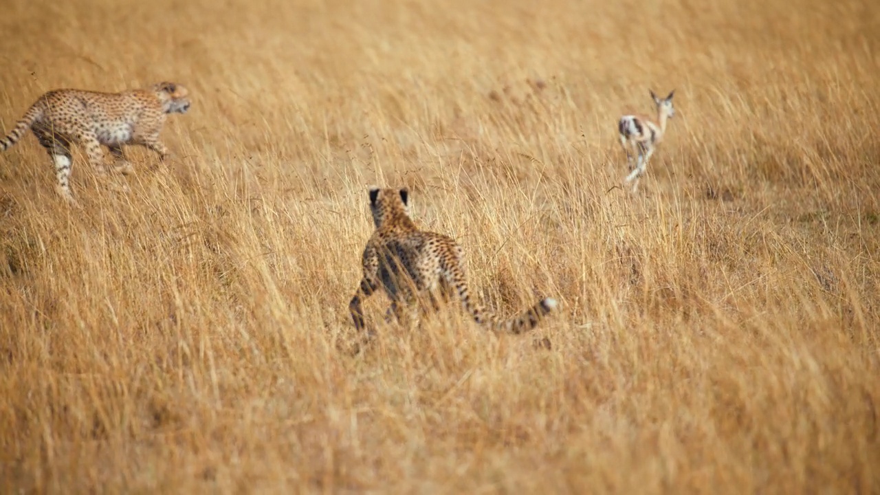 慢镜头野生非洲猎豹追逐黑斑羚幼崽视频下载