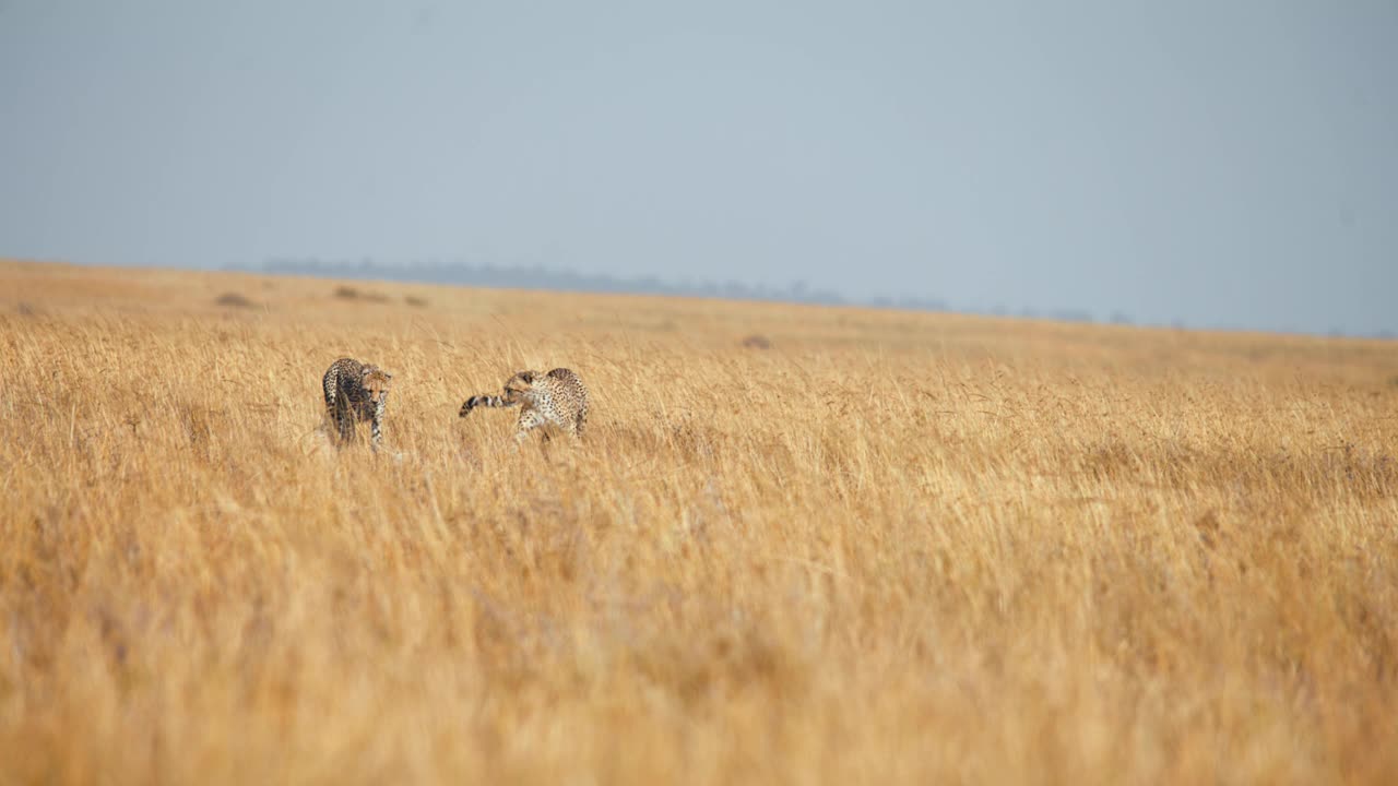 慢镜头猎豹在草原上猎杀一只黑斑羚幼崽。猎豹在猎杀黑斑羚。视频素材
