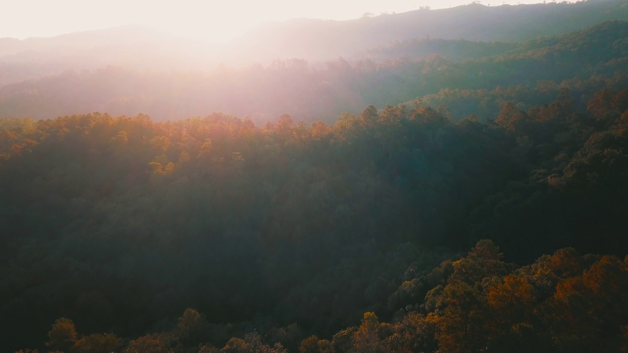 鸟瞰日出在雨林视频下载