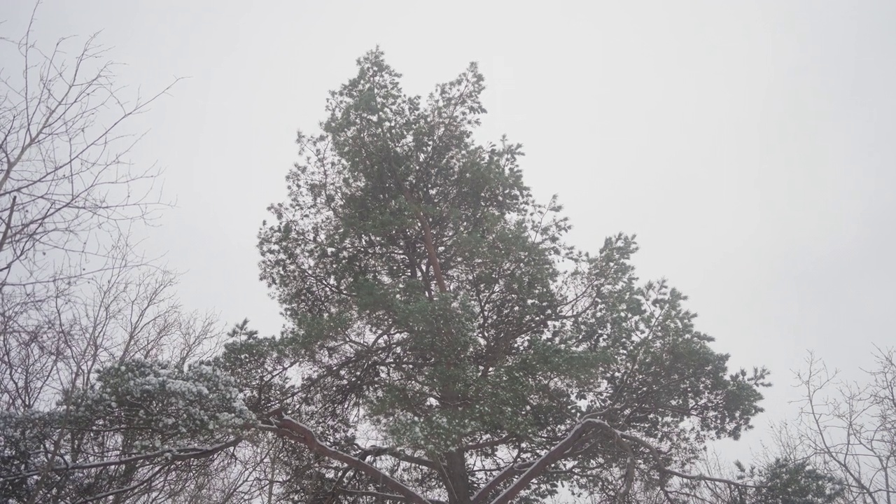 在暴风雪中摇曳的松树视频素材