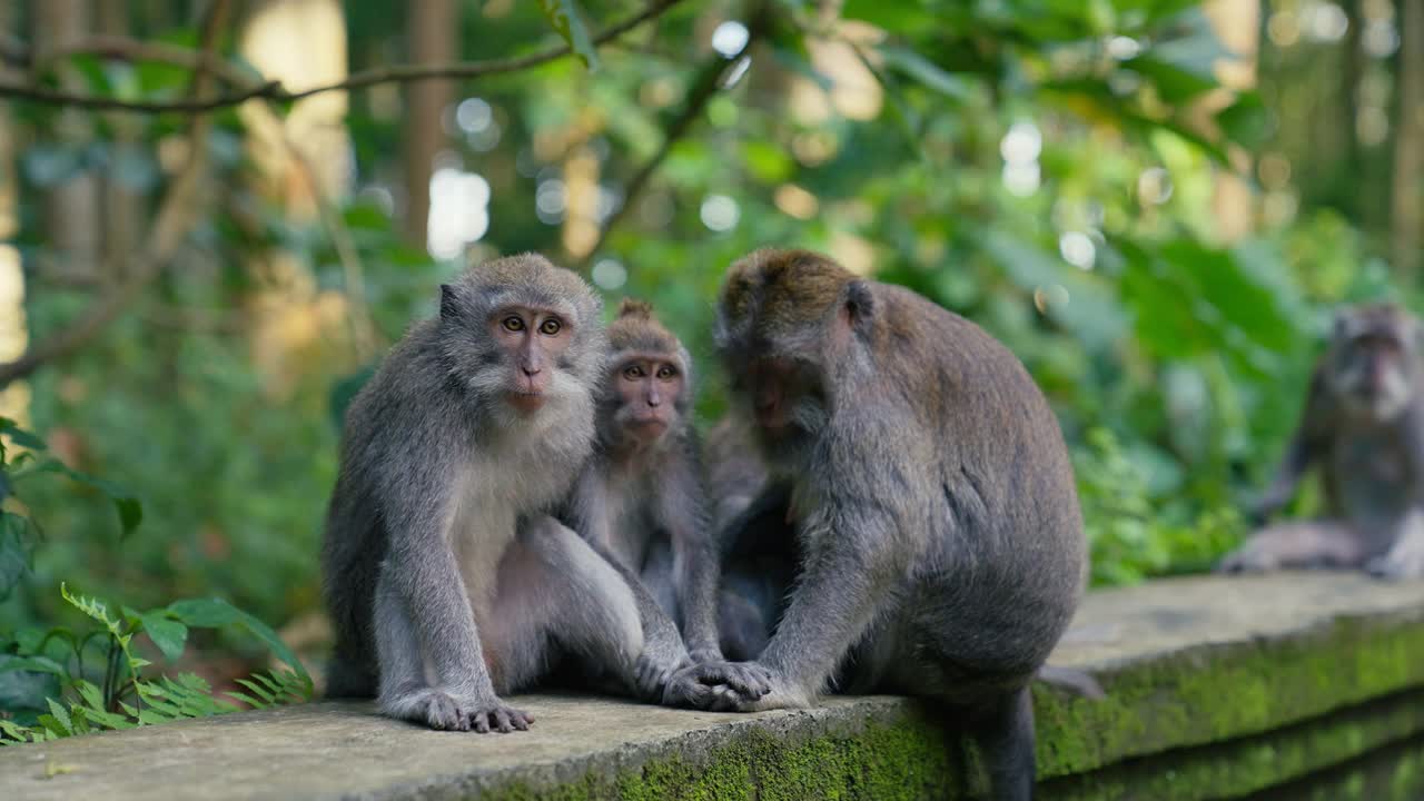 一群猕猴看着相机视频下载