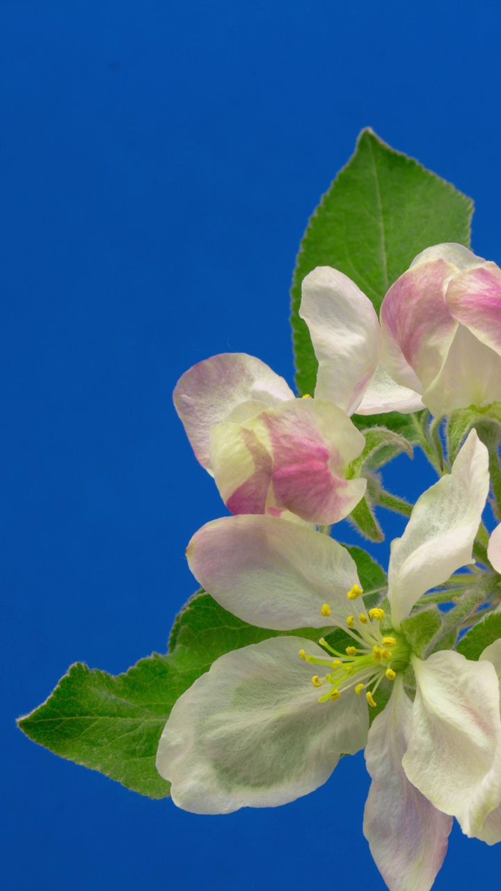 4k垂直时间间隔的野生苹果树花开花，生长在蓝色背景上。盛开的海棠花。垂直时间间隔以9:16的比例移动电话和社交媒体准备就绪。视频素材