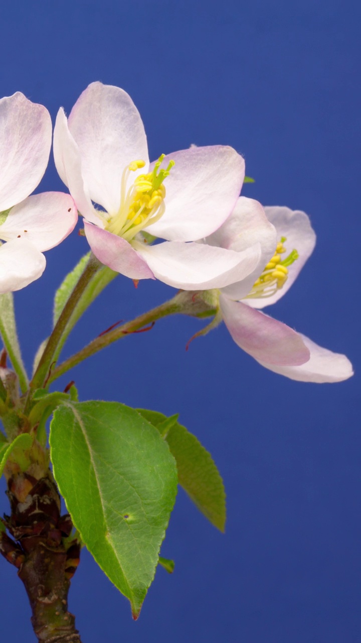 4k垂直时间间隔的野生苹果树花开花，生长在蓝色背景上。盛开的海棠花。垂直时间间隔以9:16的比例移动电话和社交媒体准备就绪。视频素材