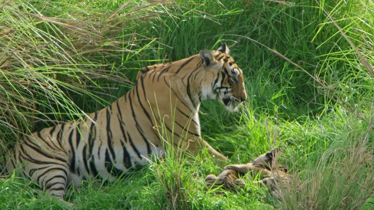 小老虎在和妈妈玩耍。这视频素材