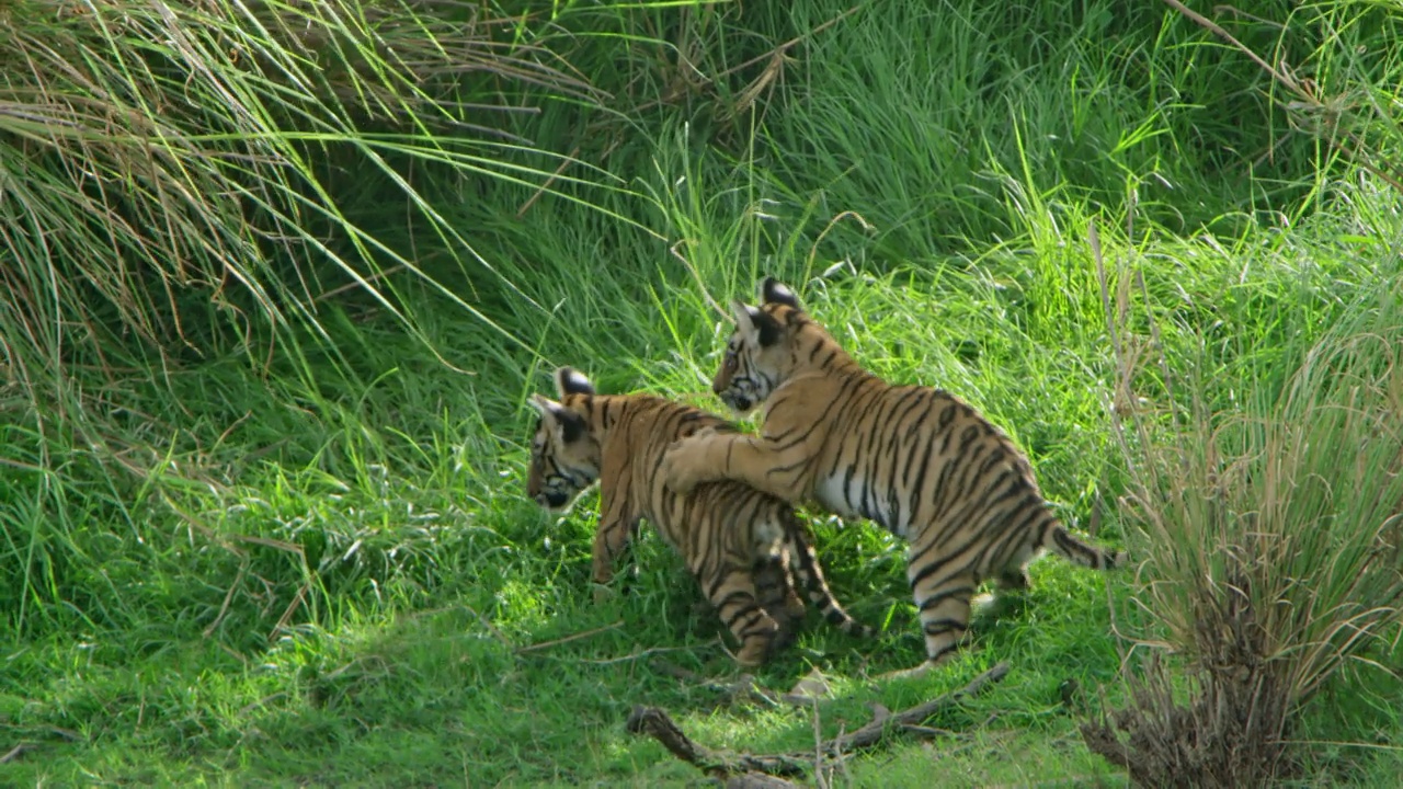 一只虎妈妈和她的幼崽在草地上玩耍视频素材