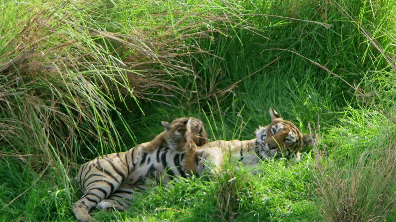 一只虎妈妈和她的幼崽玩耍的慢镜头。视频下载