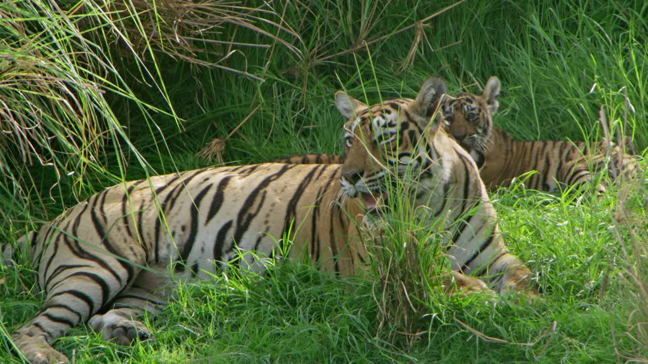 一只虎妈妈看着她的幼崽玩耍视频素材
