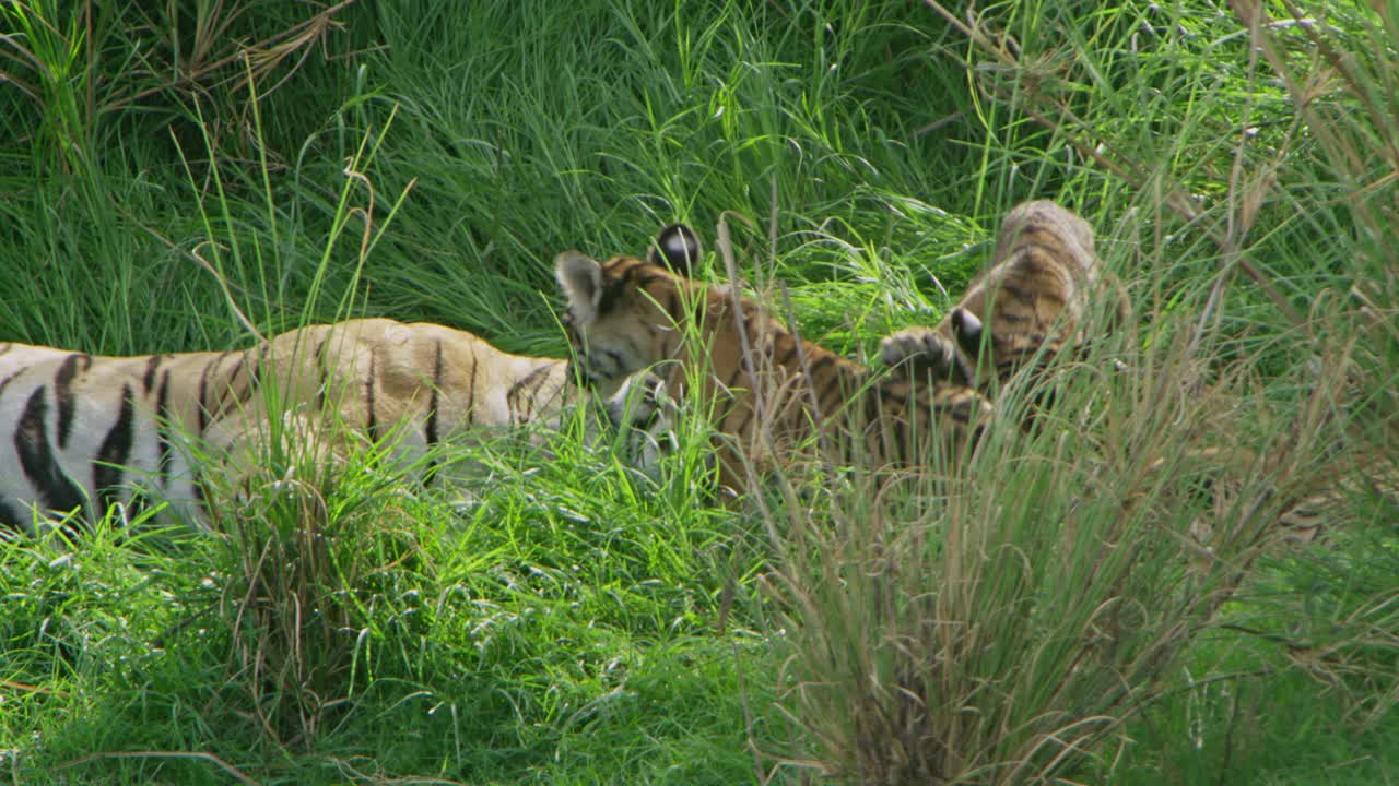 一只虎妈妈和她的幼崽在灌木丛中玩耍的慢镜头。视频素材