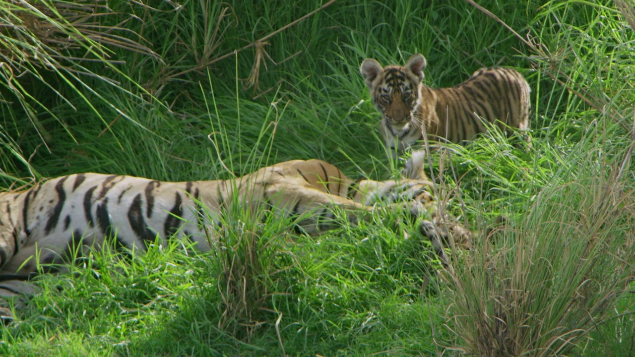 一个虎妈妈放松的慢镜头，而她的孩子们在她周围的草地上玩耍。视频素材