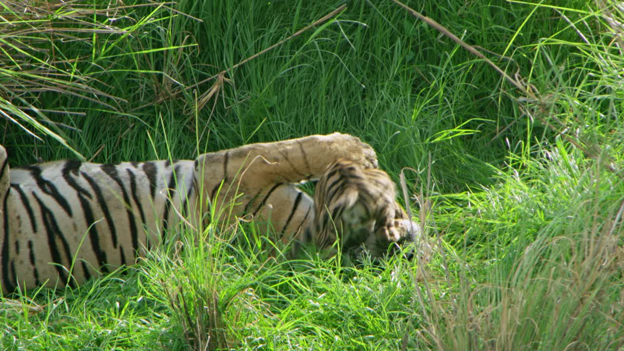 一只虎妈妈和她的幼崽在草地上玩耍的慢镜头。视频素材
