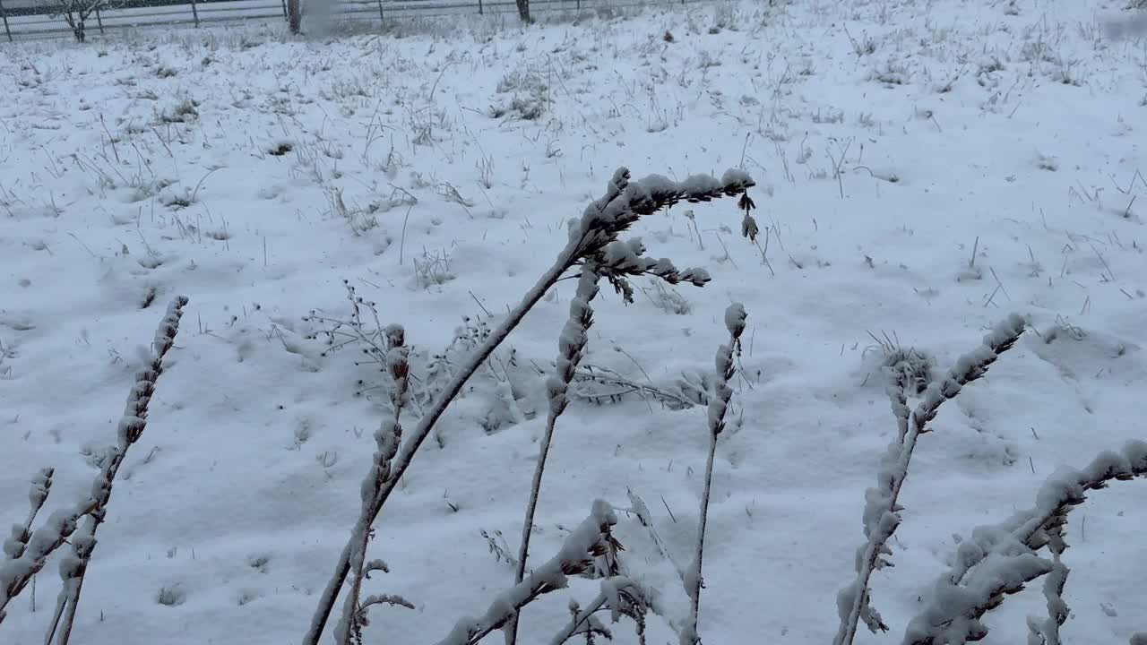 下雪时的雪景视频下载