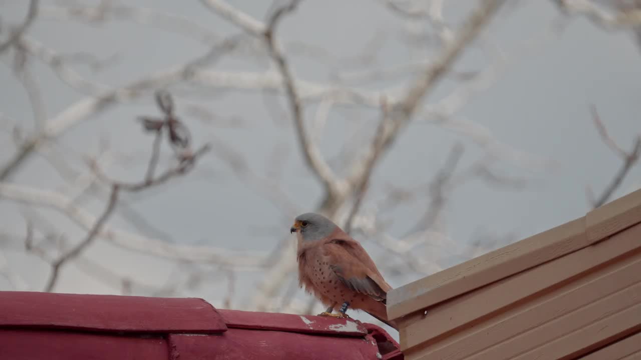 雄性小隼(Falco naumanni)视频素材