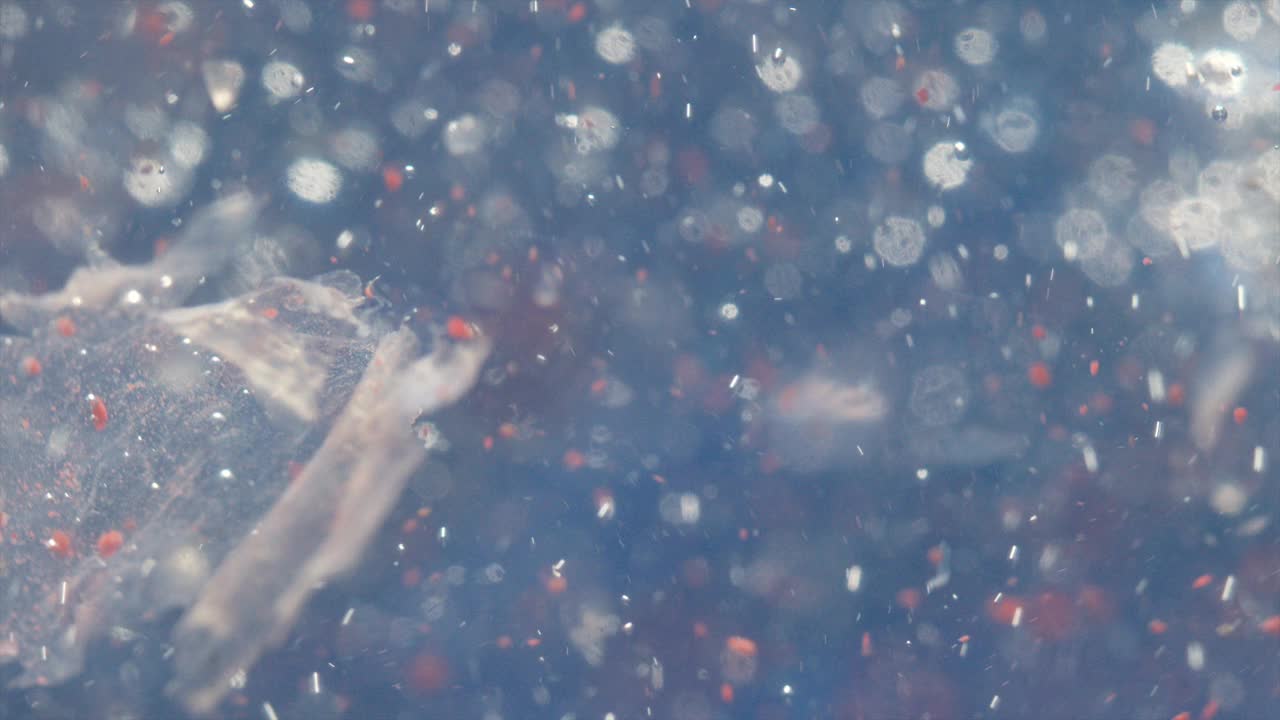 漂浮在水中的塑料微粒视频下载