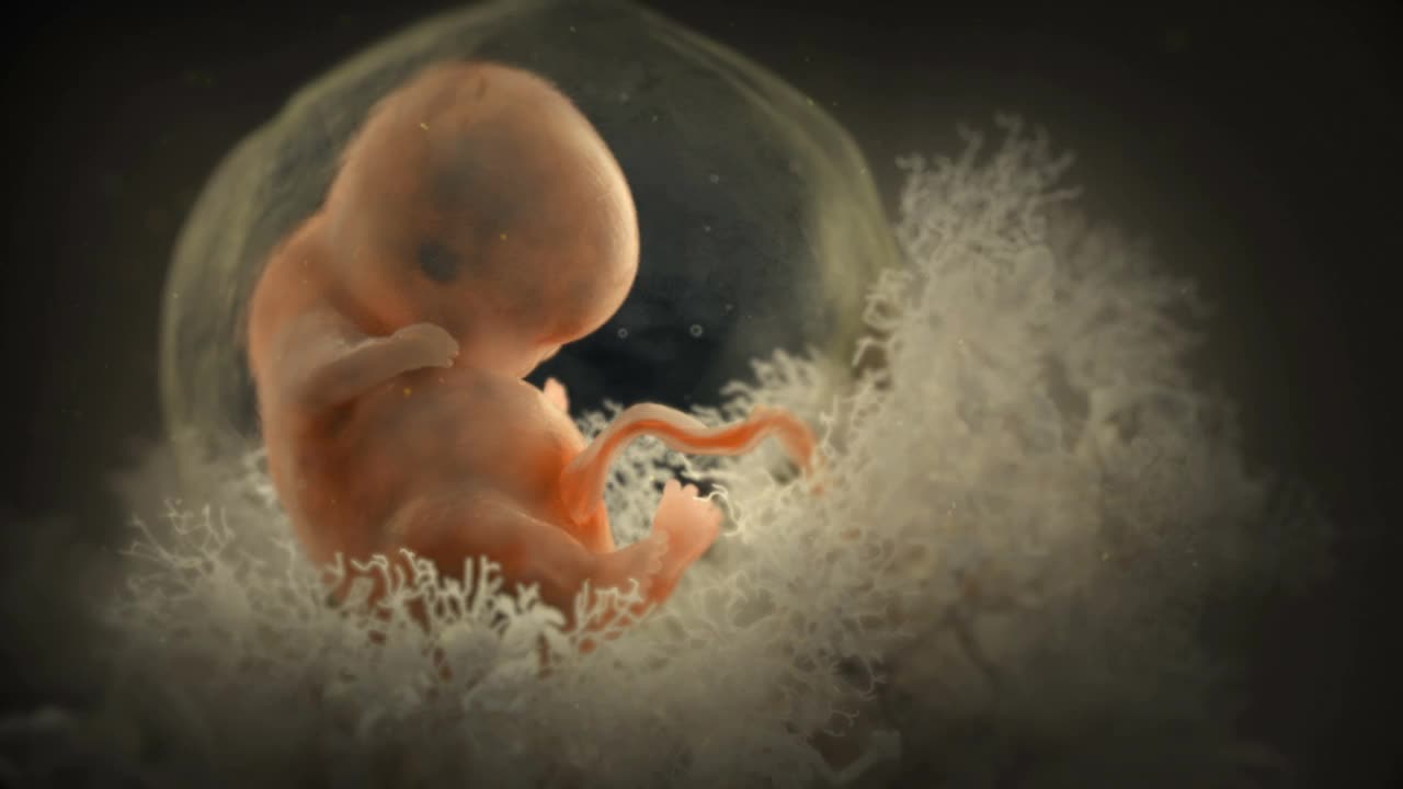胚胎嵌入子宫，动画视频下载