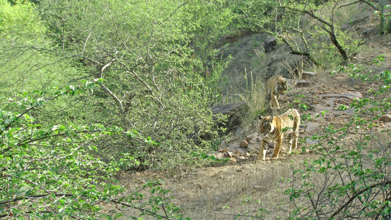一只老虎向镜头走去，另一只老虎从岩石地上跟在后面视频素材