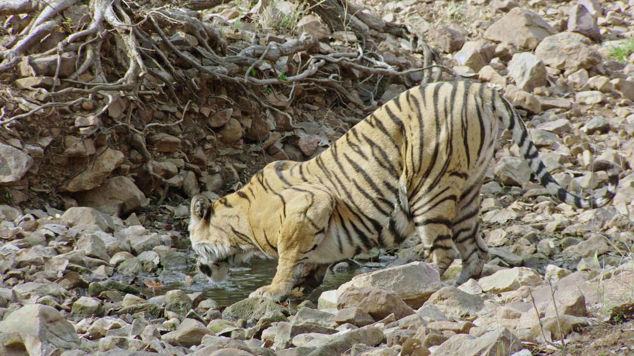 一只老虎从一个被岩石包围的水坑里喝水-一个4K剪辑视频素材