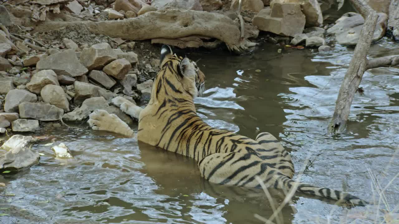 一只老虎在被岩石包围的溪流上休息-一个4K剪辑视频素材