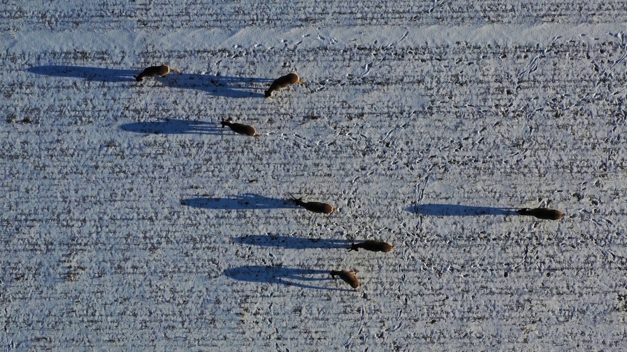 一群狍子在白雪皑皑的农田上飞舞视频素材