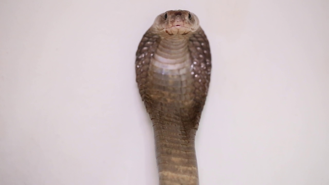 白色背景上的爪哇吐蛇Naja sputatrix视频下载