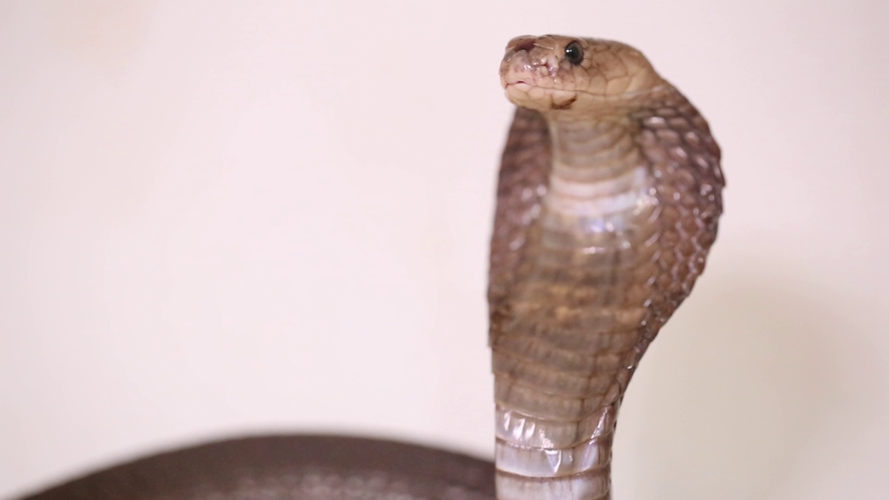 白色背景上的爪哇吐蛇Naja sputatrix视频下载