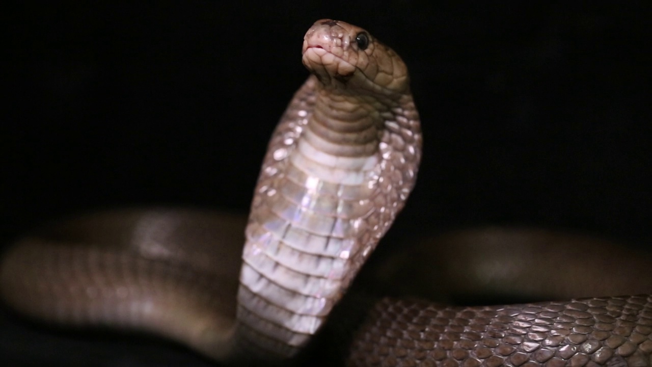 爪哇吐眼镜蛇孤立在黑色背景视频下载