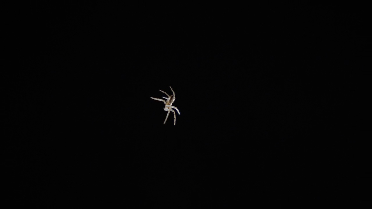 一只小蜘蛛挂在孤立的黑色背景上的网上。棕色蜘蛛挂在网上孤立。对蜘蛛的恐惧概念，蜘蛛恐惧症。视频素材