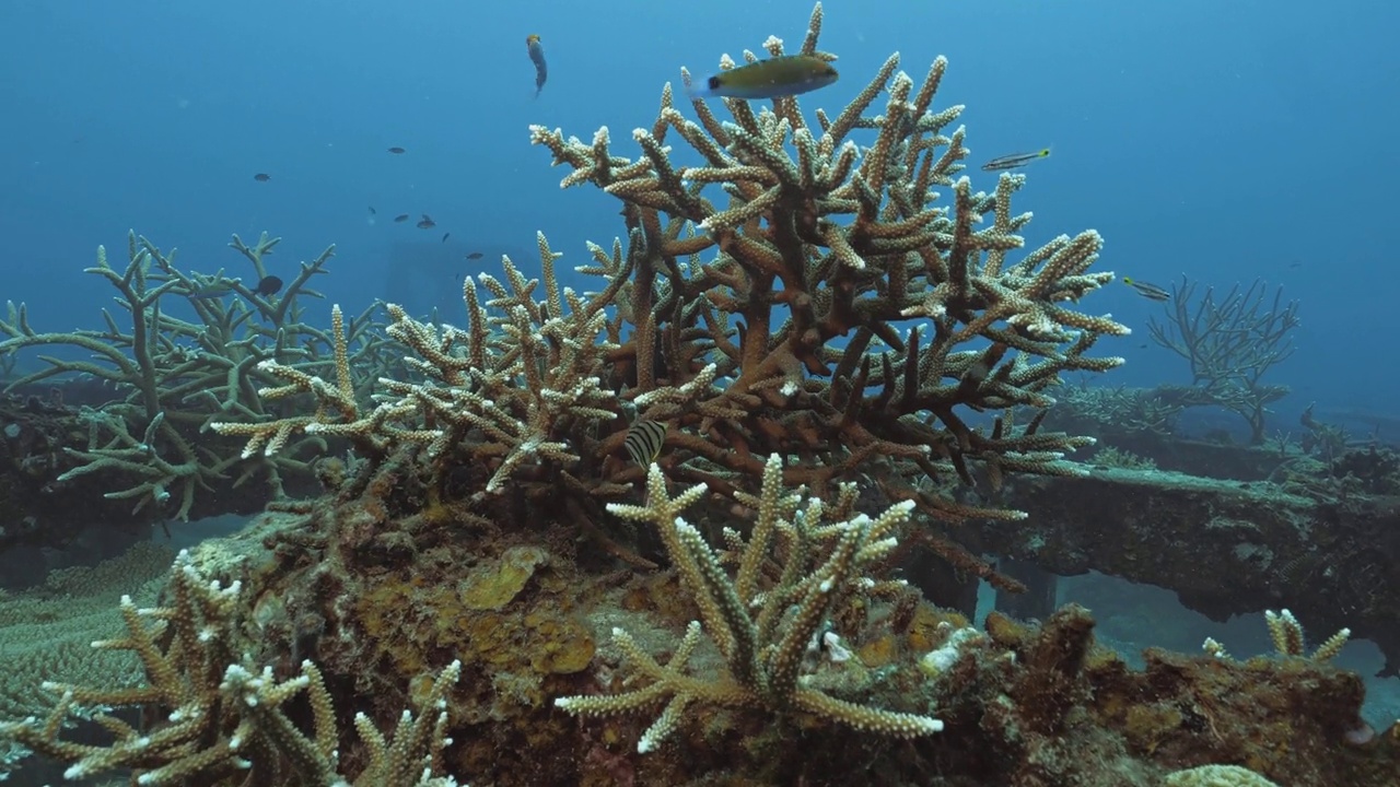硬珊瑚生长在人工礁石建筑结构，水下拍摄视频下载