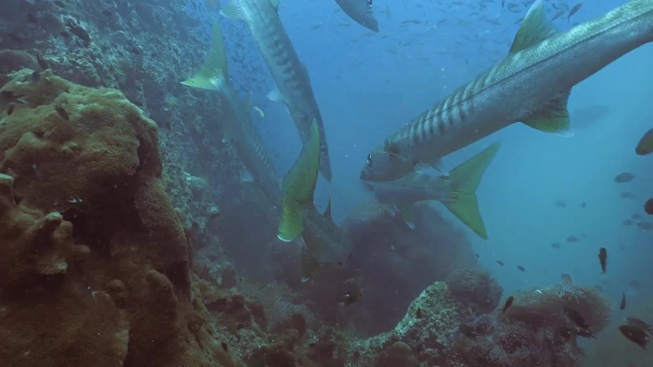 一群黄鳍梭鱼在清洗站，水下拍摄视频下载