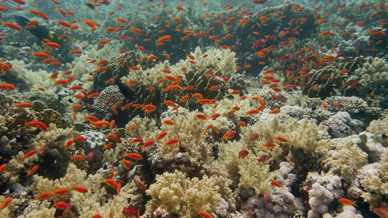 成群的鱼在红海的珊瑚礁周围游动。视频下载