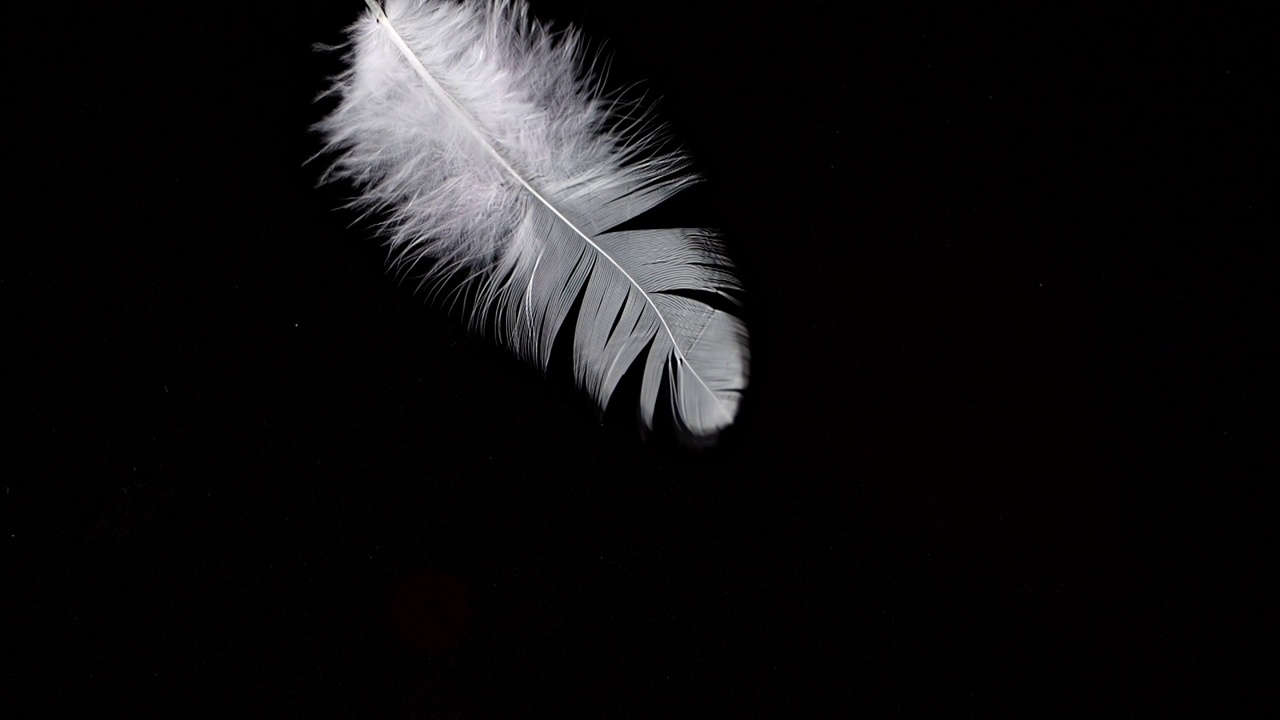 羽毛以慢动作落在黑色反光背景上视频素材