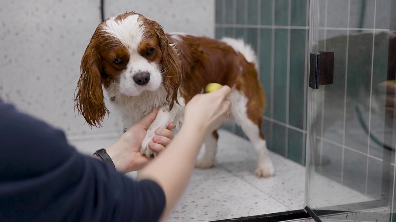 一只娇惯的查尔斯王猎犬在散步后或只是放松的水疗日后，正在用专用狗洗发水洗澡的玻璃淋浴器中洗澡视频下载