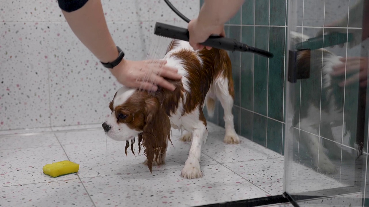 一只娇惯的查尔斯王猎犬在散步后或只是放松的水疗日后，正在用专用狗洗发水洗澡的玻璃淋浴器中洗澡视频下载