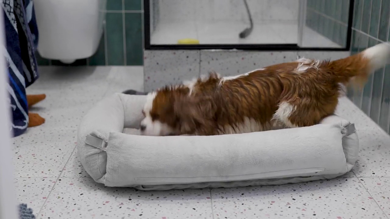 查尔斯国王猎犬在玻璃小屋淋浴后在灰色床上晾干视频下载