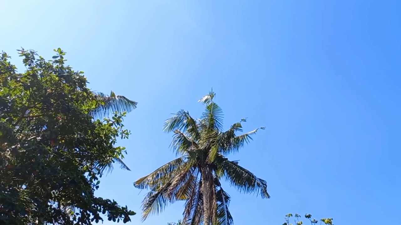 椰子树和热带树木的叶子在风中自然地移动视频素材