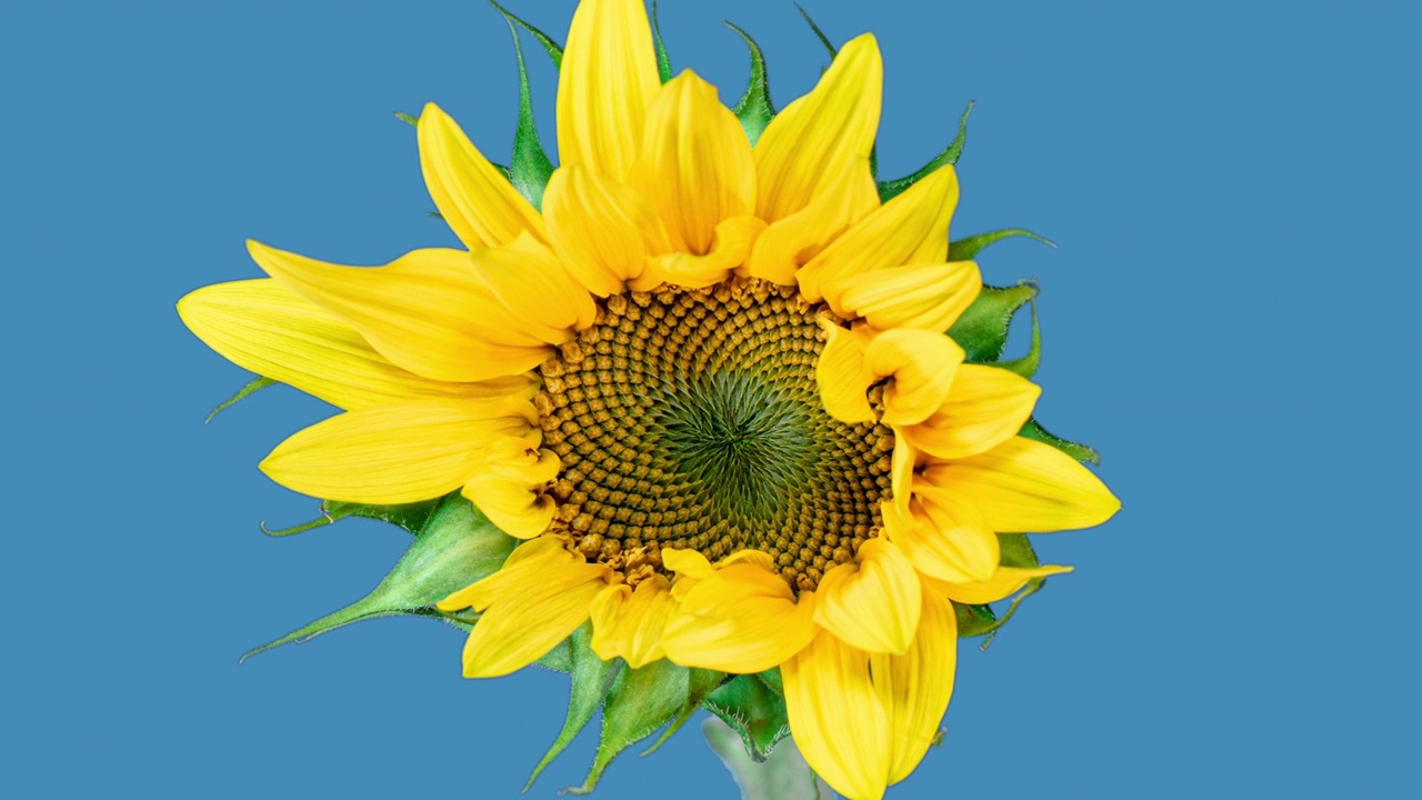 黄色向日葵头开花在时间推移。打开花在蓝色背景从芽在时间流逝。种子成熟时黄花枯萎视频素材