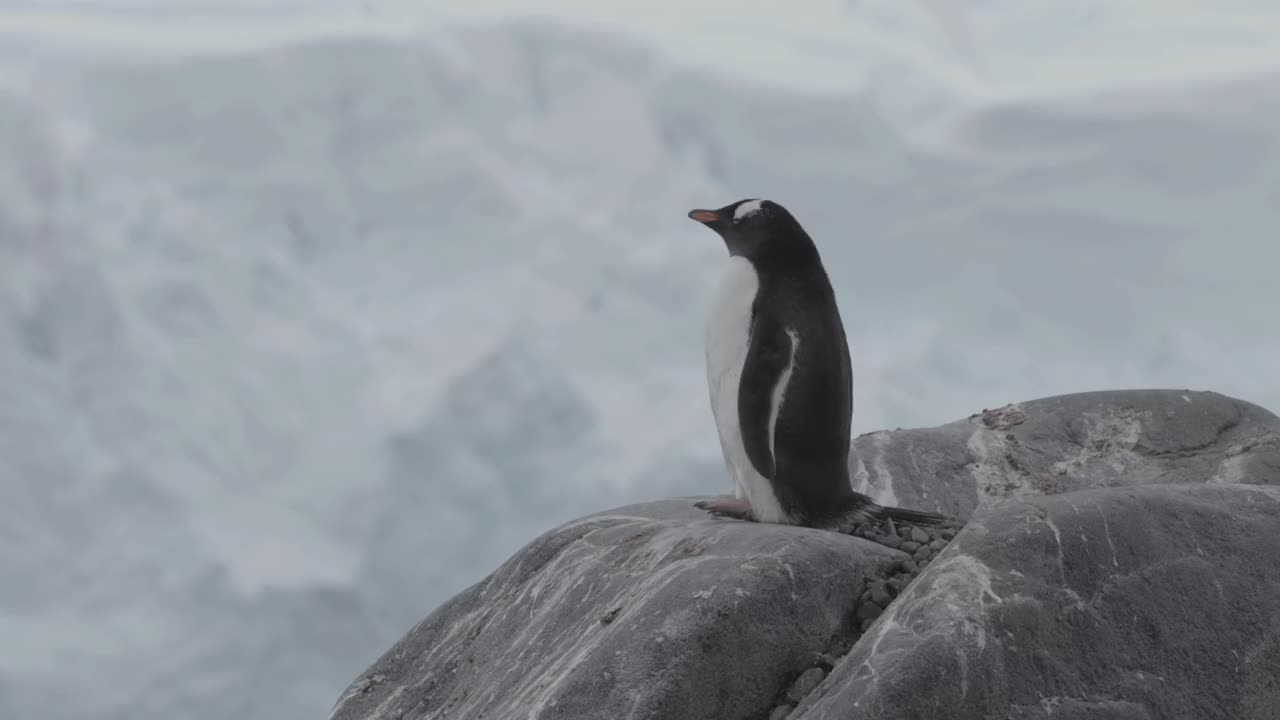 巴布亚企鹅站在岩石上，2023年视频下载