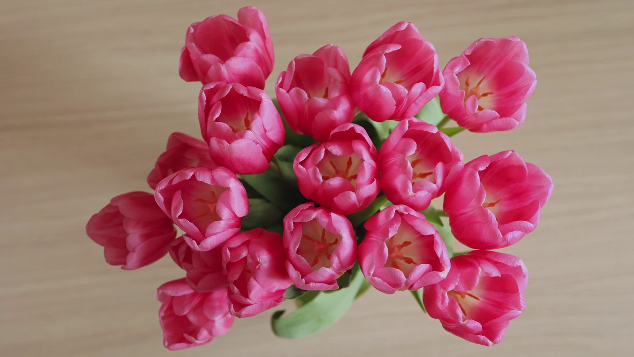花瓶里的粉色郁金香视频下载