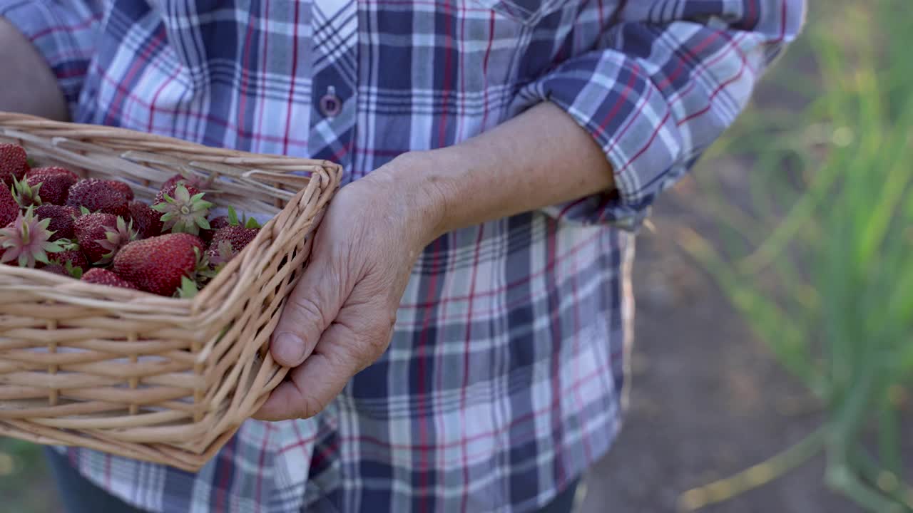 老年园艺家和有机农产品视频下载